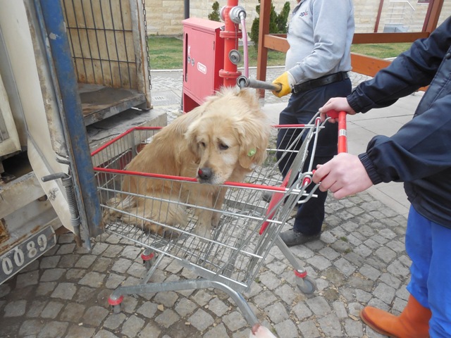 K�rfez Belediyesi Sokak Hayvanlar�n� ��in Ekip Olu�turdu