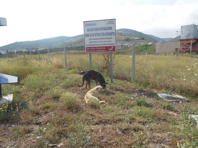 K�rfez Belediyesi Sokak Hayvanlar�na Sahip ��k�yor