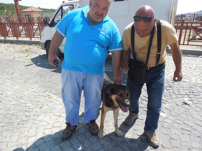 K�rfez�de Sokak Hayvanlar� K�s�rla�t�r�l�yor